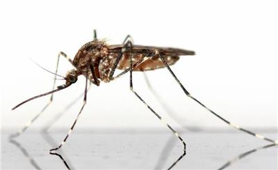 南方蚊子真的变少了吗？可能是热死或者北上避暑：等天气转凉后会重新活跃